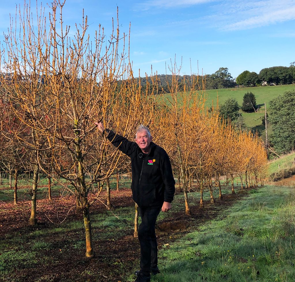 A man in a black jacket stands next to leafless trees in a field on a sunny day, with green hills and scattered trees for sale in the background.