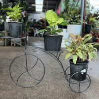 A charming Bicycle Plant Stand holds three potted plants in an outdoor garden center.
