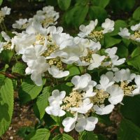 A Hydrangea 'Lacecap White' 8" Pot in bloom, featuring clusters of large white flowers and small buds, surrounded by green leaves.