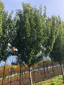 A row of green-leaved, advanced field-dug trees for sale stands proudly in a field, with a bright blue sky in the background.