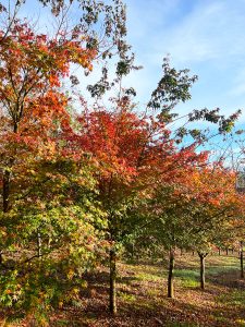 Trees with green and orange-red leaves, available for sale from advanced field dug selections, stand in a sunlit park, with a clear blue sky in the background.