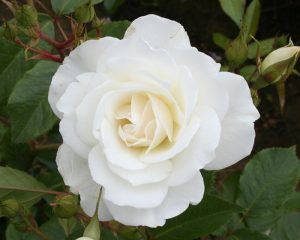 A close-up of a blooming white rose with several buds and green top indoor plants in the background.
