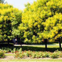 A park scene with three trees full of yellow flowers, green grass, and a flower bed in the foreground. A person is walking in the background.