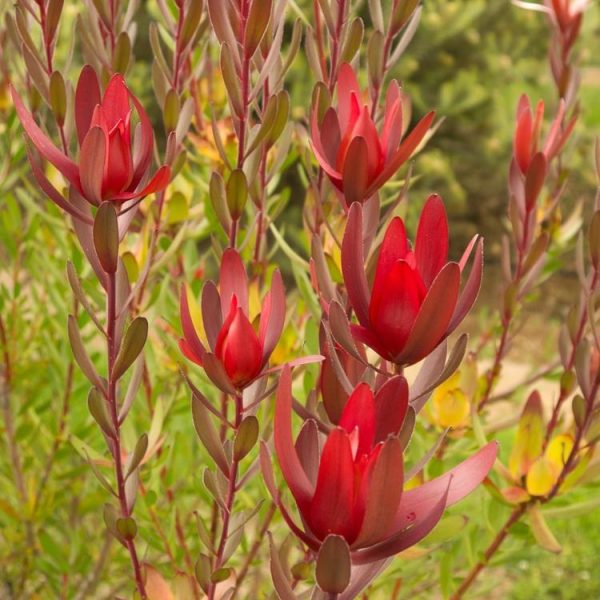 leucadendron safari magic australian native shrub with bright red flowers