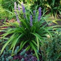 LIRIOPE MUSCARI REAL DEAL TURF LILY PURPLE FLOWERED STRAPPY GRASS