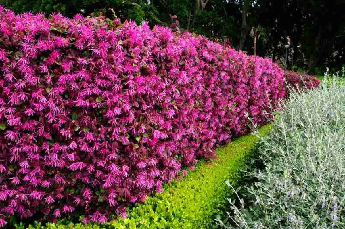 A lush garden features a vivid pink flowering shrub beside gray-green foliage and trimmed greenery, creating a picturesque scene that’s reminiscent of top indoor plants in a well-maintained landscape.