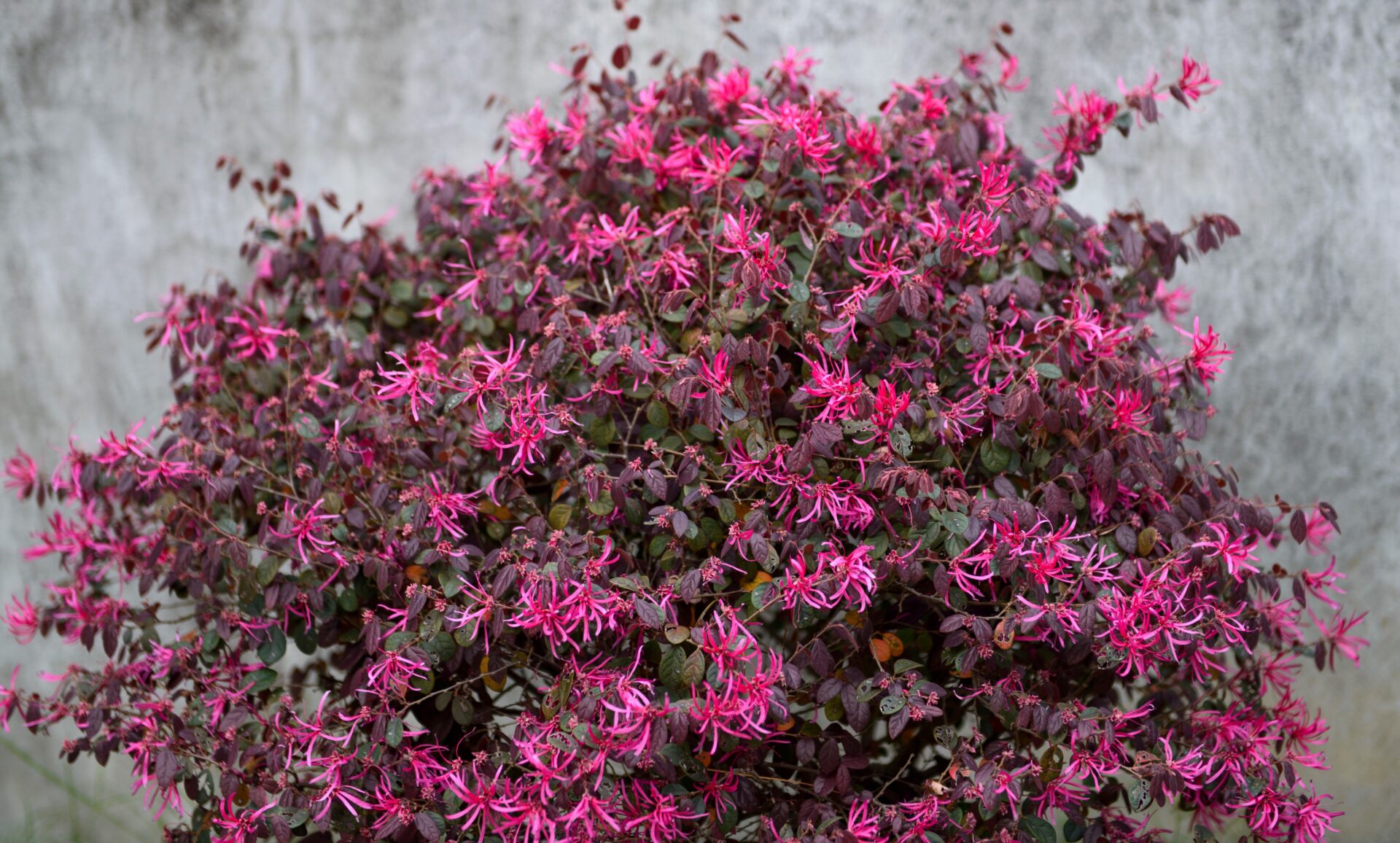 A vibrant bush with numerous small, bright pink flowers and dark green foliage grows in front of a plain, grey concrete wall, resembling one of the top indoor plants for adding a burst of color to any space.