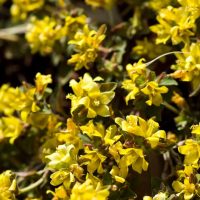 Close-up of numerous yellow Lysimachia flowers in full bloom with green foliage in the background, perfect for a Lysimachia 'Midnight Sun' 6" Pot (Copy) or adding a touch of Midnight Sun to your garden.