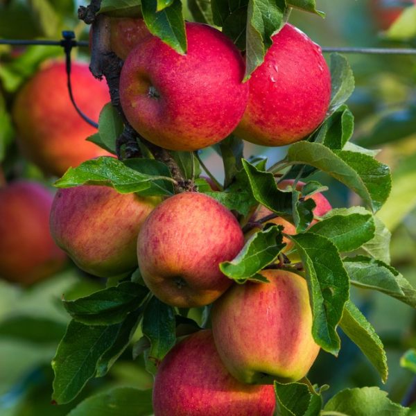 Ripe Malus 'Gala' apples hanging from an apple tree branch, surrounded by green leaves, with a blurred background.