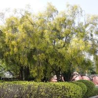 A large tree with yellow-green foliage stands in a garden, surrounded by bushes and other greenery. Brown objects are partially visible in the background.