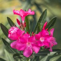 Pink oleander flowers with dark green leaves in the background.