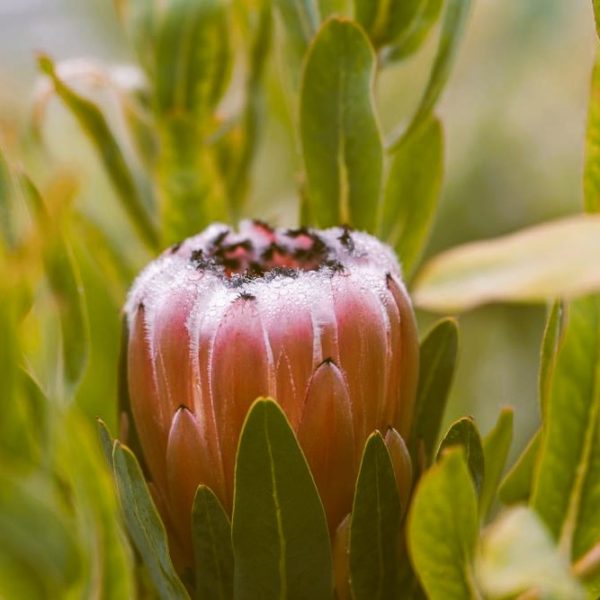 Close-up of a pink protea bud surrounded by green leaves with dew drops on its petals.
