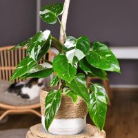 A Philodendron white Princess' plant in a woven basket pot, on a wooden stool, with a partial view of a sleeping cat in the background near other tropical plants.