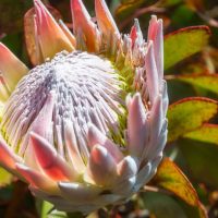 protea pink crown australian native beautiful pink thick flowers