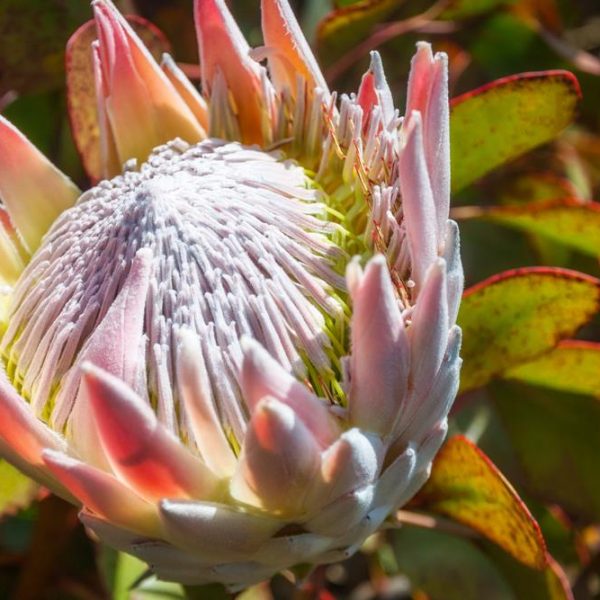 protea pink crown australian native beautiful pink thick flowers
