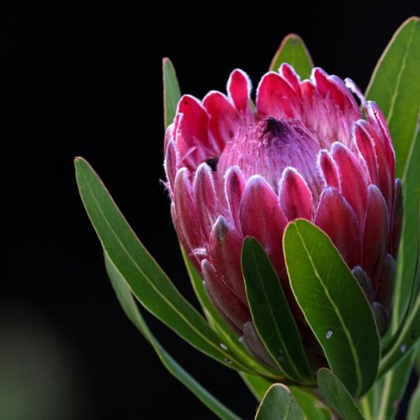 australian native beautiful hot pink red protea flower