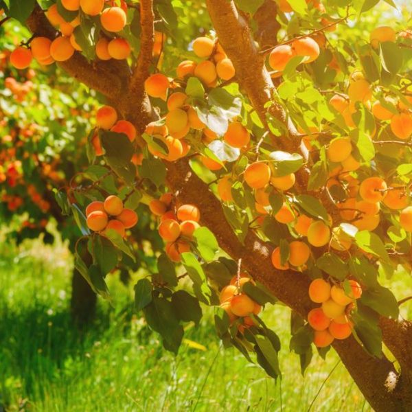 Sunlight filtering through branches of a Prunus 'Moorpark' Apricot tree with ripe apricots hanging from the trees.