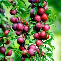 Close-up of ripe plums hanging in clusters from branches with green leaves in a garden.
