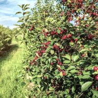 A Prunus 'Bing' Cherry in a 12" pot, with numerous small red berries and green leaves, grows in a field under a partly cloudy sky.