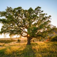 A large Cork Oak tree stands in the center of a grassy field during sunset, with the sun's rays filtering through its branches. Hills and more trees are visible in the background, lending a tranquil beauty to this Quercus suber 'Cork Oak' 8" Pot scene.