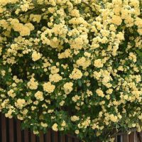 A dense cluster of yellow flowers in full bloom covers a large shrub, with green leaves interspersed among the blossoms. A wooden structure is partially visible behind the foliage.