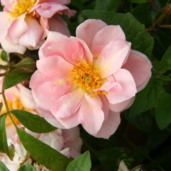 Close-up of a blooming pink Rose 'Westerland' Climber (Copy) with yellow stamens, surrounded by green foliage.