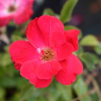 Close-up of a vibrant red Rose 'Knockout®' Bush Form, with green leaves in the background. The petals are wide open, revealing the stamen at the center.