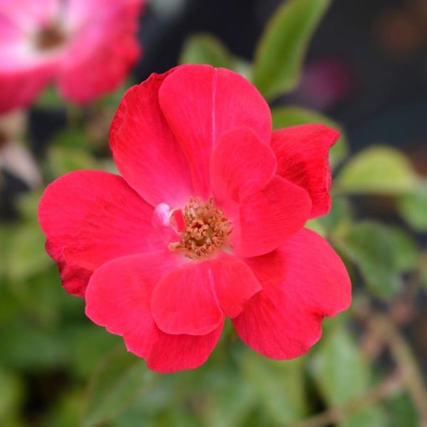 Close-up of a vibrant red Rose 'Knockout®' Bush Form, with green leaves in the background. The petals are wide open, revealing the stamen at the center.