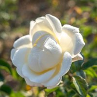 Close-up of a dewy white rose with detailed petals, set against a blurred green and brown background, reminiscent of the elegance seen in the "Rose 'Atomic Blonde' Bush Form.