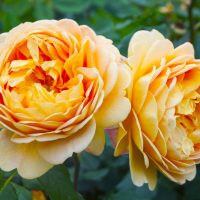 Two fully bloomed yellow Rose 'Unconventional Lady' Bush Form (Copy) with delicate, layered petals are shown side by side in bush form, surrounded by green leaves.