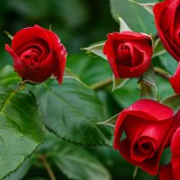 Three red rose buds, known as Rose 'Veterans Honour®' Bush Form (Copy), bloom elegantly amidst green leaves on a thriving bush form.