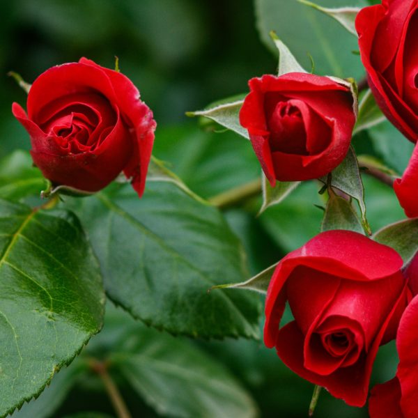 Three red rose buds, known as Rose 'Veterans Honour®' Bush Form (Copy), bloom elegantly amidst green leaves on a thriving bush form.