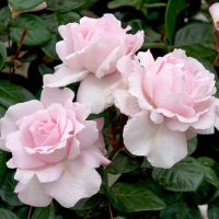 Three pale pink roses in full bloom, known as the Rose 'Father of Peace' Bush Form (Copy), with dewdrops on their petals, surrounded by dark green leaves.