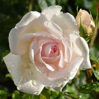 Rose 'Francis Meilland' (Father of Peace) Bush Form