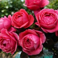 A close-up photograph of a Rose 'No Surrender' Bush Form (Copy) in full bloom, set against a blurred green background.