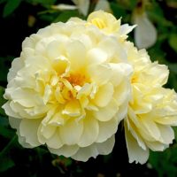 Close-up of pale yellow roses in full bloom against a backdrop of green leaves, possibly from the Rose 'Dame Judi Dench' Bush Form (Copy) variety.