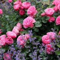 A garden with blooming pink roses and purple lavender, showcasing vibrant colors and lush green foliage, features a Rose 'Sweet Memory' Bush Form (Copy) for an added touch of elegance.