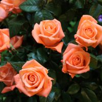 A bouquet of vibrant orange roses with lush green leaves, resembling the elegance of a Rose 'Outback Hero PBR' Bush Form (Copy).