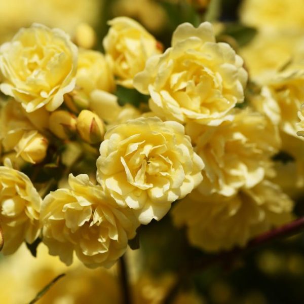 Close-up of a cluster of Rose 'Golden Beauty' Bush Form (Copy) in full bloom, with several buds yet to open. The green leaves and stems are slightly visible in the background.