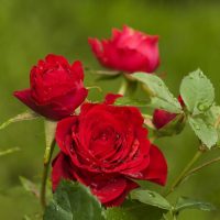 Three Rose 'Veterans Honour®' Bush Form (Copy) red roses with dew drops on their petals and green leaves in the background.