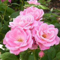 Close-up of a cluster of pink roses, known as Rose 'First Crush' Bush Form (Copy), with lush green leaves in the background.