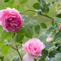 Pink roses in bloom on a green, leafy shrub take center stage like Rose 'The Anicent Mariner' Bush Form, with their beauty echoing through the bush form against a blurred background.