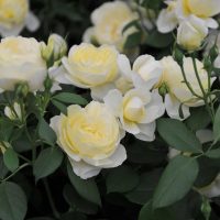 Close-up of several blooming pale yellow Rose 'Imogen' Bush Form (Copy) with green leaves in the background, showcasing their delicate bush form.
