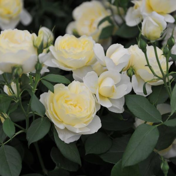 Close-up of several blooming pale yellow Rose 'Imogen' Bush Form (Copy) with green leaves in the background, showcasing their delicate bush form.