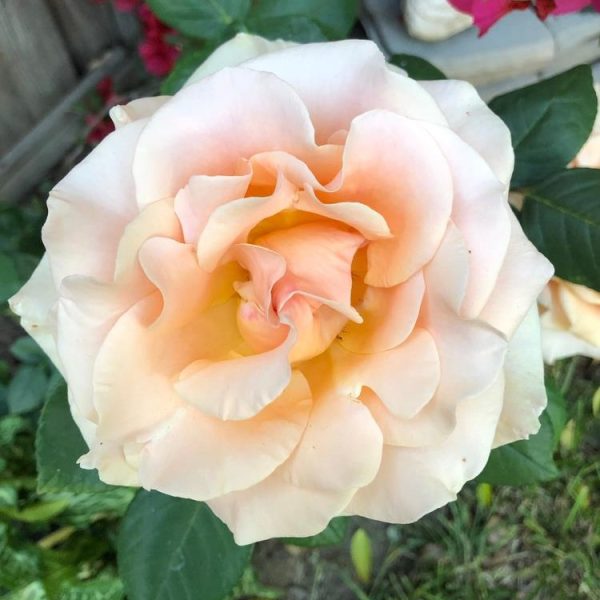 Close-up of a blooming, peach-colored Rose 'Fairytale Magic' Bush Form (Copy) with soft, ruffled petals that seem to hold a touch of fairytale magic, surrounded by green leaves and more flowers in the background.