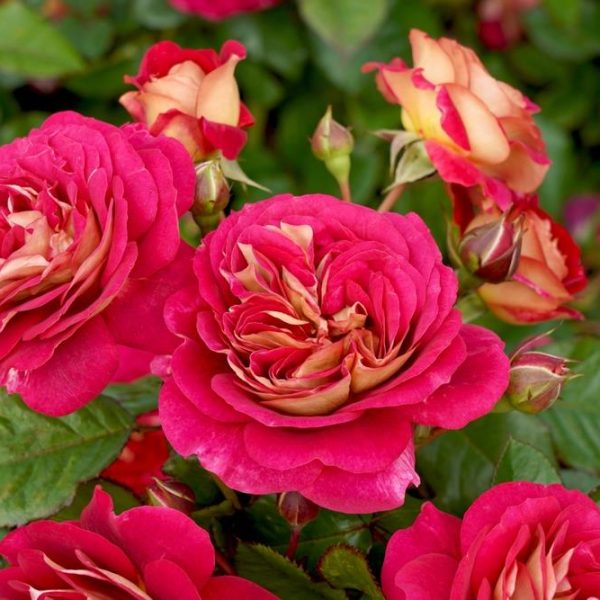 rose no surrender roses multicoloured blooms of hot pink - red and creamy yellow gold insides