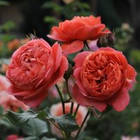 Close-up of three fully bloomed orange roses with detailed petals in a bush form, surrounded by green leaves and blurred foliage in the background, reminiscent of the elegance associated with Rose 'Dame Judi Dench' Bush Form (Copy).