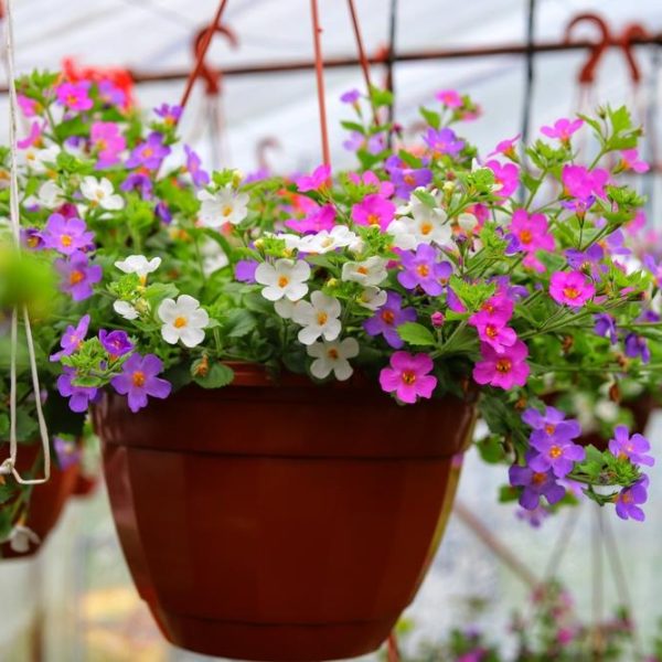 A hanging basket featuring a terracotta pot is filled with a mixed array of vibrant purple, pink, and white flowers, including delicate Bacopa 'Mixed' (Hanging Basket) blooms, creating a stunning display in the greenhouse setting.