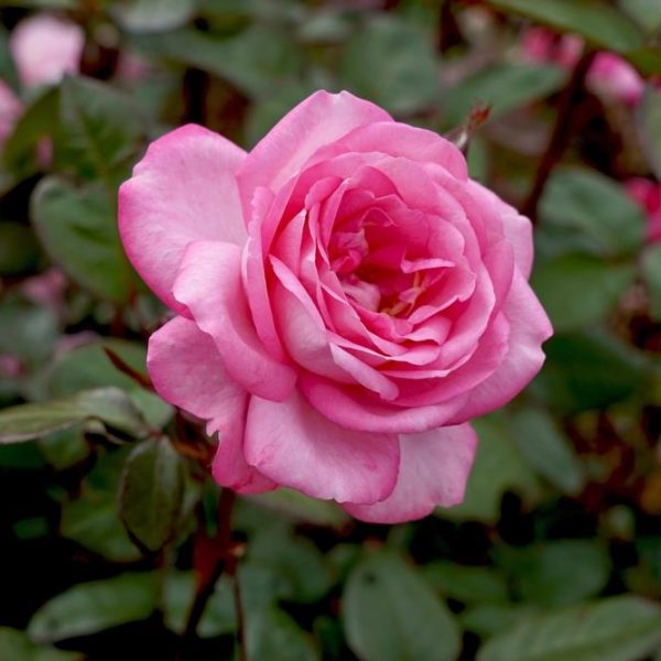 Close-up of a Rose 'Princess Alexandra of Kent' Bush Form (Copy) in full bloom, surrounded by green leaves and other roses in the background.