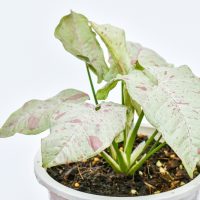 Syngonium 'Neon' 5" Pot with large, white and green speckled leaves against a white background.